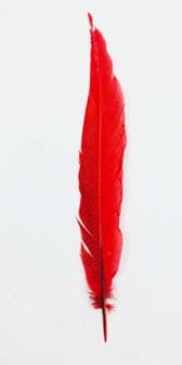 Festett ezüstfácán toll - RED